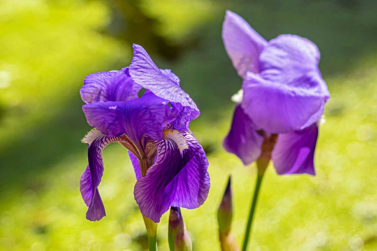 Les « Iris » de Monet chez Sotheby's Paris, une estimation jamais vue en France
